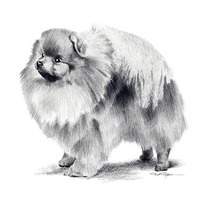 POMERANIAN Dog Pencil Drawing Art Print by Artist DJ Rogers