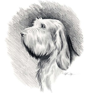 SPINONE ITALIANO Dog Pencil Drawing Art Print by Artist DJ Rogers