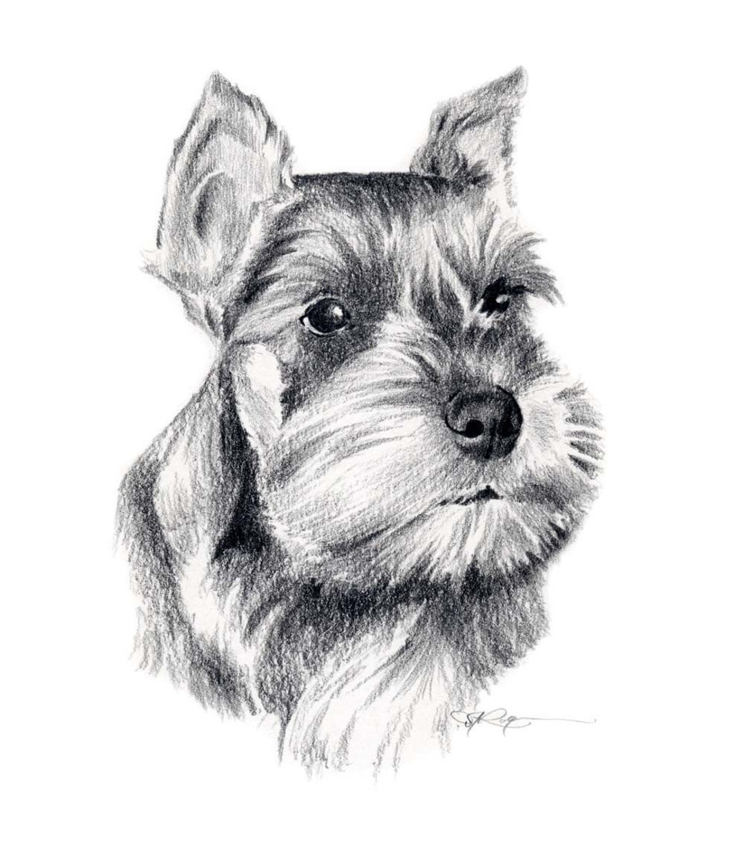 ミニチュア シュナウザー 犬の鉛筆画 アートプリント