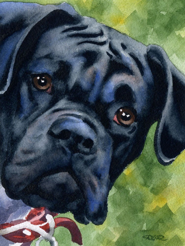 BLACK BOXER Art Print by Watercolor Artist DJ Rogers Etsy