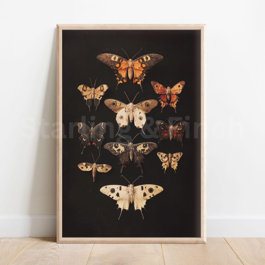 Vintage Moth Wall Art Gift for Entomology Enthusiasts or Halloween ...