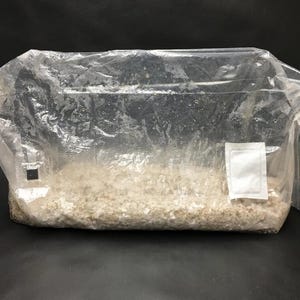 Inject and forget kit 4lb MUSHROOM GROW KIT