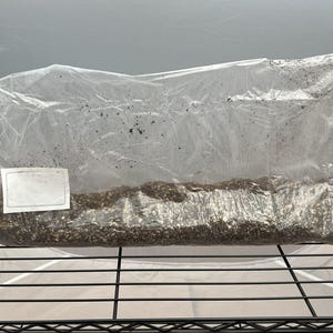 All In One LightBags 6lbs Inject and Forget Mushroom Substrate