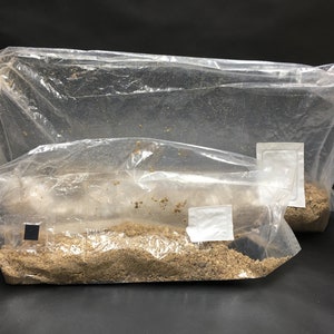 Injizieren und Vergessen Tasche 2LBS MUSHROOM GROW KIT