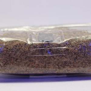 Injizieren und Vergessen Tasche 1lbs MUSHROOM GROW KIT