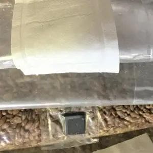 Sterilised Rye Grain 1.5kg | Mushroom Substrate