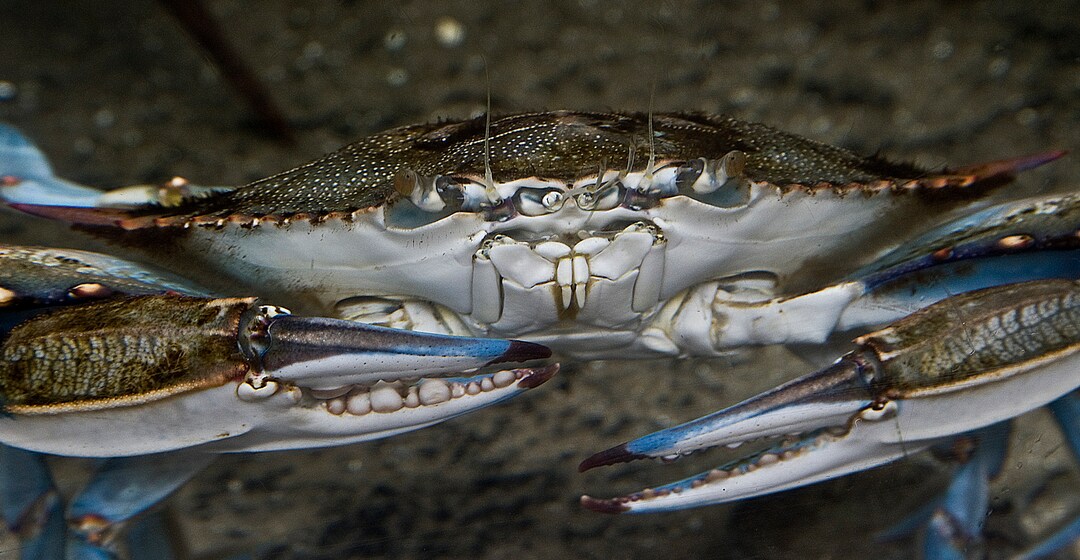 Feeling Crabby Print, Crab Photography, Ocean Themed Print, Real Crab ...