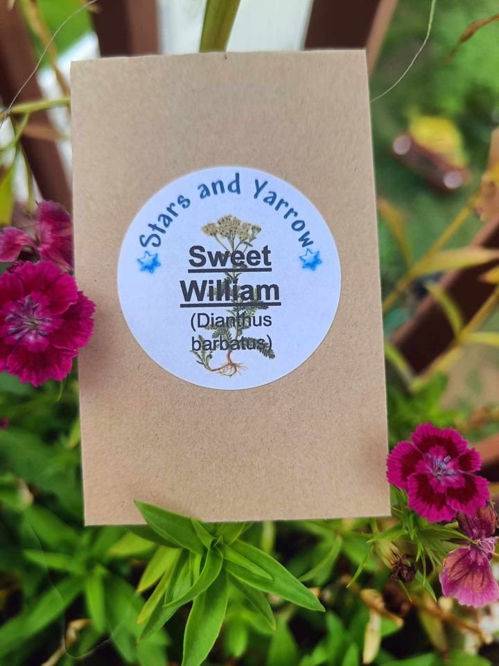 Sweet William Seeds-(Dianthus Barbatus)