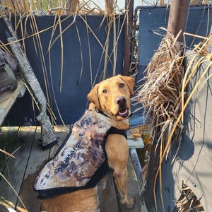 Duck Hunting Labrador Retriever