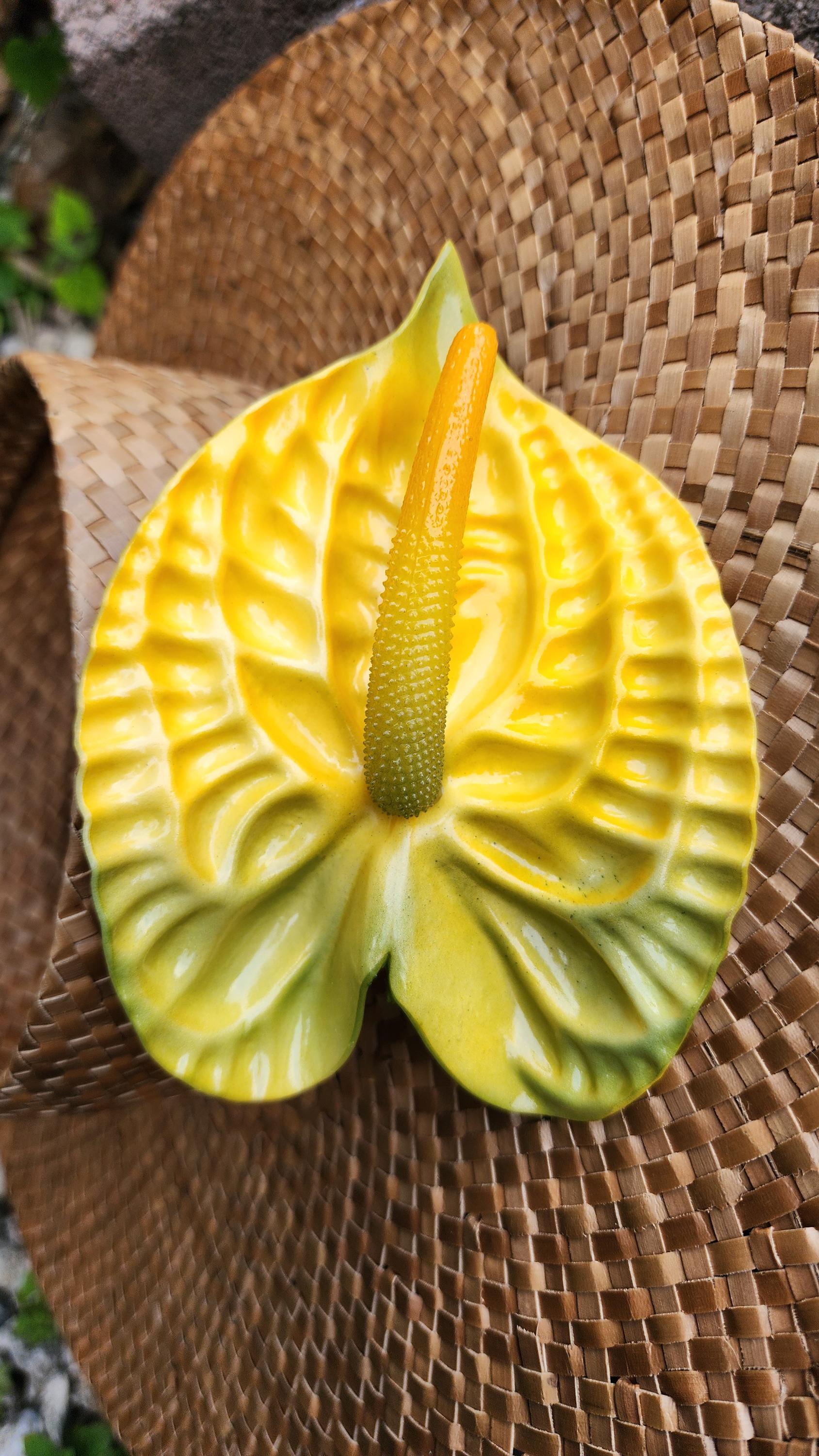 Anthurium seeds - Etsy 日本
