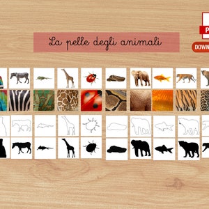 Può includere: Flashcard educative sulle pelli degli animali. Le carte presentano immagini di animali, motivi della pelle e contorni. Il testo "La pelle degli animali" è visualizzato in corsivo. Un pulsante di download PDF è visibile in alto a destra.