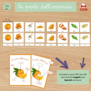 Può includere: Grafico educativo intitolato "le parti dell'arancia" (le parti dell'arancia) con illustrazioni di un'arancia e dei suoi componenti. Include un righello da 14 cm. Il grafico include anche le versioni inglese e spagnola nel PDF.