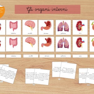 carte delle nomenclature Montessori ORGANI interni- INGLESE E ITALIANO materiale completo con testi descrittivi - 4\9 anni