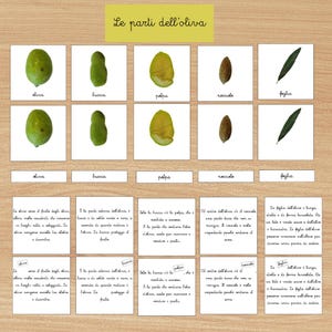 Può includere: Grafico educativo italiano intitolato "Le parti dell'oliva" (Le parti dell'oliva). Mostra immagini etichettate di un'oliva, buccia, polpa, nocciolo e foglia. Il testo in italiano descrive ogni parte.