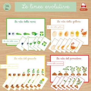 May include: Educational cards illustrating life cycles: frog, chicken, sunflower, and tomato. Each set includes a title card and several cards depicting stages of development. The text "Le linee evolutive" is at the top.