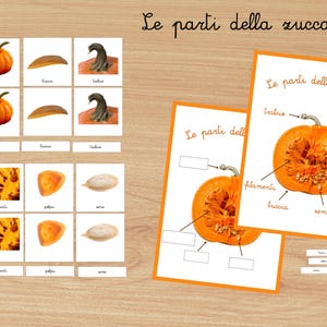 Può includere: Flashcard e diagrammi educativi che illustrano le parti di una zucca. L'immagine include una zucca tagliata, diagrammi etichettati e singole carte che mostrano semi, polpa e gambo. Il testo "Le parti della zucca" è visibile.
