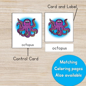 Ocean Animals Flashcards: Montessori Learning Cards (PDF Download) - Etsy