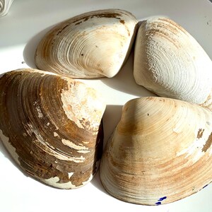 Puede incluir: Cuatro conchas con un patr&oacute;n moteado blanco y marr&oacute;n. Las conchas est&aacute;n dispuestas en c&iacute;rculo sobre una superficie blanca.