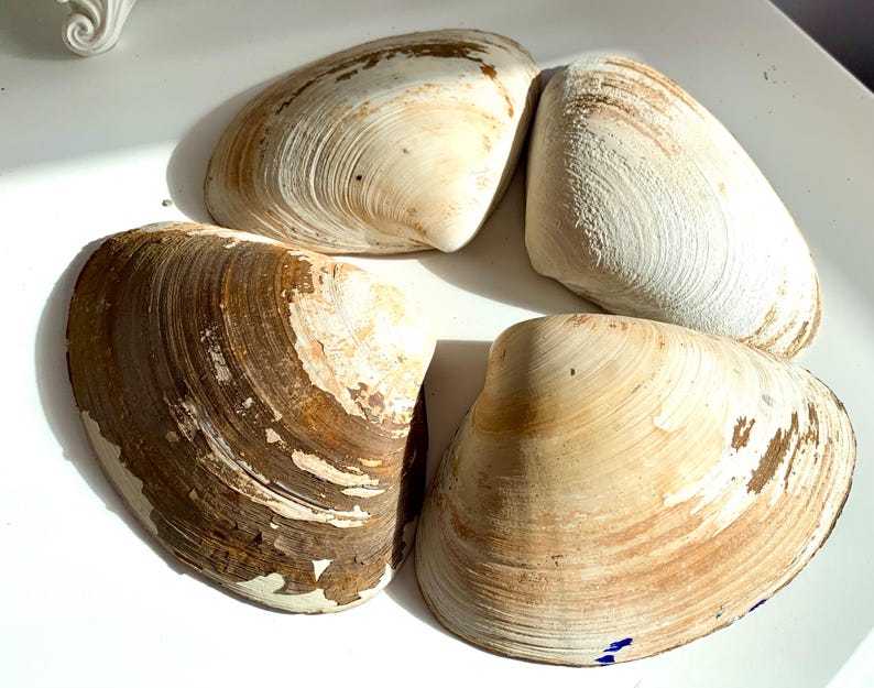 Puede incluir: Cuatro conchas con un patr&oacute;n moteado blanco y marr&oacute;n. Las conchas est&aacute;n dispuestas en c&iacute;rculo sobre una superficie blanca.