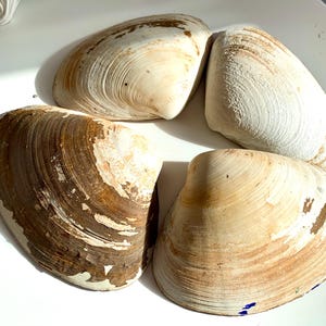 Może przedstawiać: Cztery duże muszle małży ułożone w okrąg. Muszle prezentują gamę kolor&oacute;w od kremowej bieli do głębokiego brązu, z teksturowanymi powierzchniami i widocznymi liniami wzrostu. Naturalny element dekoracji nadmorskiej.