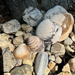 Może przedstawiać: Kolekcja muszli w r&oacute;żnych rozmiarach i kolorach, w tym kremowym, brązowym i beżowym, osadzona wśr&oacute;d skał i kamyk&oacute;w. Muszle mają teksturowane powierzchnie i są ułożone w naturalnym otoczeniu na zewnątrz.