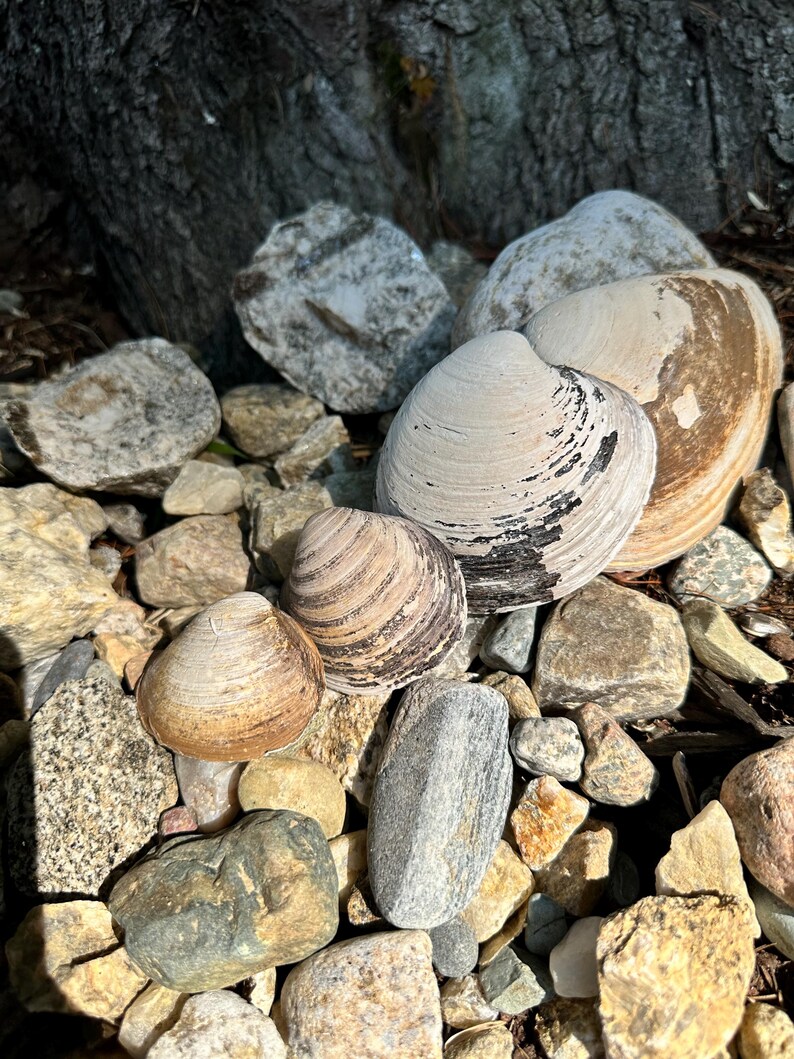 Może przedstawiać: Kolekcja muszli w r&oacute;żnych rozmiarach i kolorach, w tym kremowym, brązowym i beżowym, osadzona wśr&oacute;d skał i kamyk&oacute;w. Muszle mają teksturowane powierzchnie i są ułożone w naturalnym otoczeniu na zewnątrz.