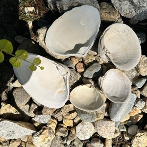 Może przedstawiać: Pięć dużych, kremowobiałych muszli małży jest rozrzuconych wśr&oacute;d skał i kamyk&oacute;w o r&oacute;żnych rozmiarach. Muszle mają gładką, lekko teksturowaną powierzchnię. Skały to mieszanka odcieni szarości, brązu i beżu, z widocznymi zielonymi liśćmi.