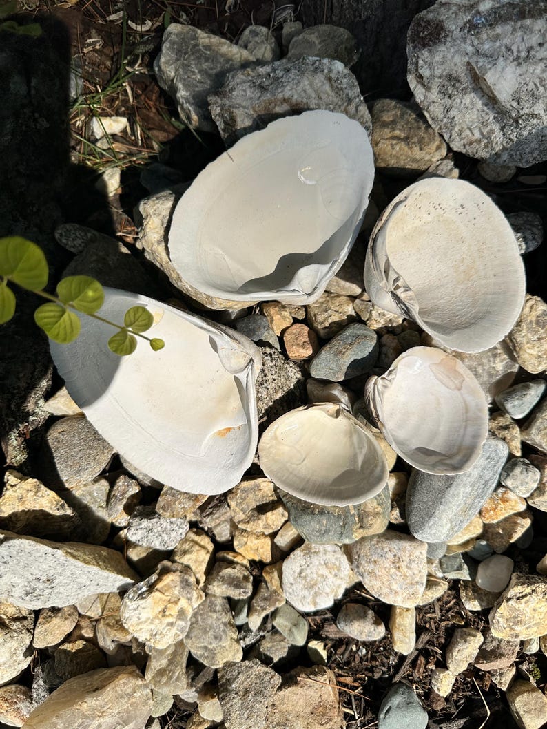 Może przedstawiać: Pięć dużych, kremowobiałych muszli małży jest rozrzuconych wśr&oacute;d skał i kamyk&oacute;w o r&oacute;żnych rozmiarach. Muszle mają gładką, lekko teksturowaną powierzchnię. Skały to mieszanka odcieni szarości, brązu i beżu, z widocznymi zielonymi liśćmi.