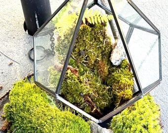 Żywy mech do terrariów, małych projektów krajobrazowych, ozdób do doniczek, storczyków, zajęć dla dzieci, mech w kształcie wideł, mech poduszkowaty.