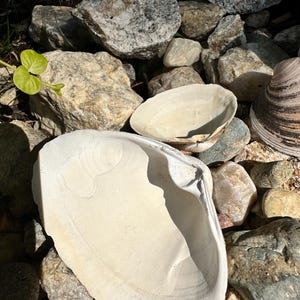 Może przedstawiać: Kolekcja dużych, kremowobiałych muszli spoczywających wśr&oacute;d r&oacute;żnych rozmiar&oacute;w szarych i beżowych kamieni. Muszle mają gładkie, perłowe wnętrze i teksturowane zewnętrzne. Mała zielona roślina jest widoczna w lewym g&oacute;rnym rogu.