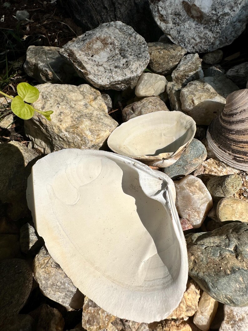 Może przedstawiać: Kolekcja dużych, kremowobiałych muszli spoczywających wśr&oacute;d r&oacute;żnych rozmiar&oacute;w szarych i beżowych kamieni. Muszle mają gładkie, perłowe wnętrze i teksturowane zewnętrzne. Mała zielona roślina jest widoczna w lewym g&oacute;rnym rogu.