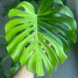 il_300x300.6167217771_5u88.jpg