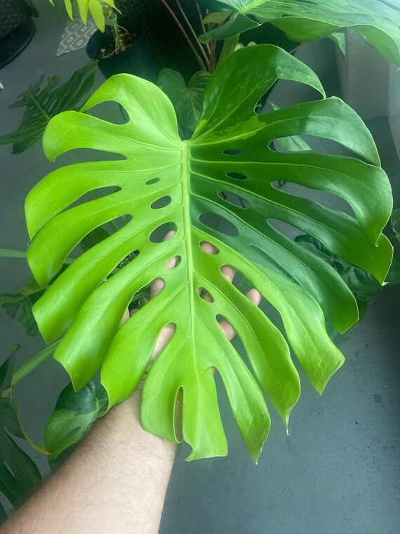 Monstera Deliciosa Large Form Green on Green 2 Leaf Top Cutting 