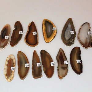 May include: A collection of 12 agate slices, each with unique banding patterns in shades of brown, white, and gray. The slices are numbered 27 through 38.