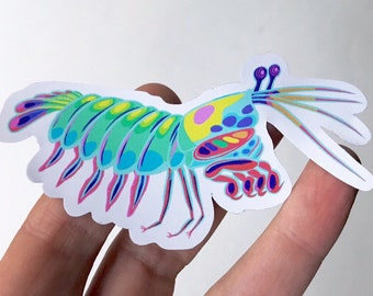 mantis shrimp etsy
