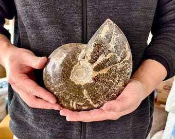 マダガスカル産天然アンモナイト化石巻貝標本、手磨きヒーリングクリスタル装飾、ユニークな化石ギフト、レイキエネルギー、化石岩
