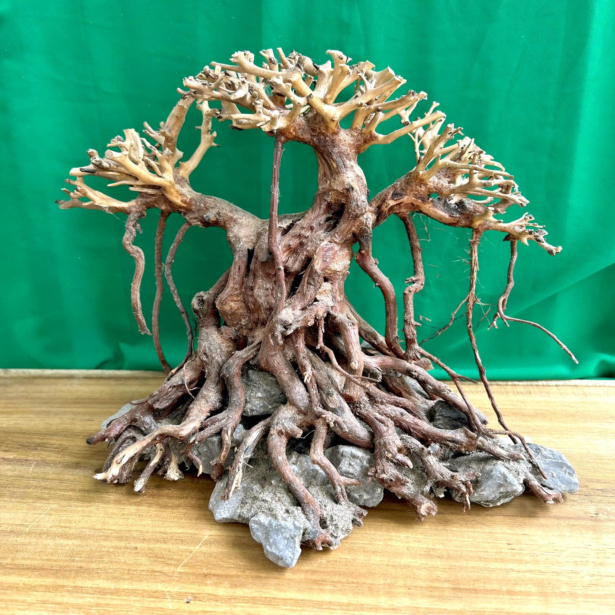 盆栽流木 imgrc0085335314.jpg