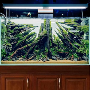 Driftwood centerpiece aquarium aquascape hardscape rock cave aquascaping betta fish tank decoration