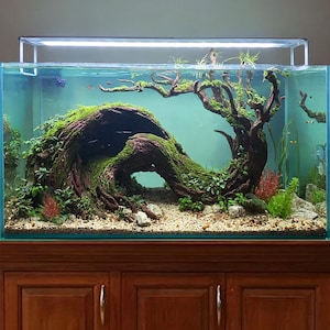盆栽 水槽 流木 岩 ベース アクアスケープ 水槽 装飾 流木 天然 - Etsy