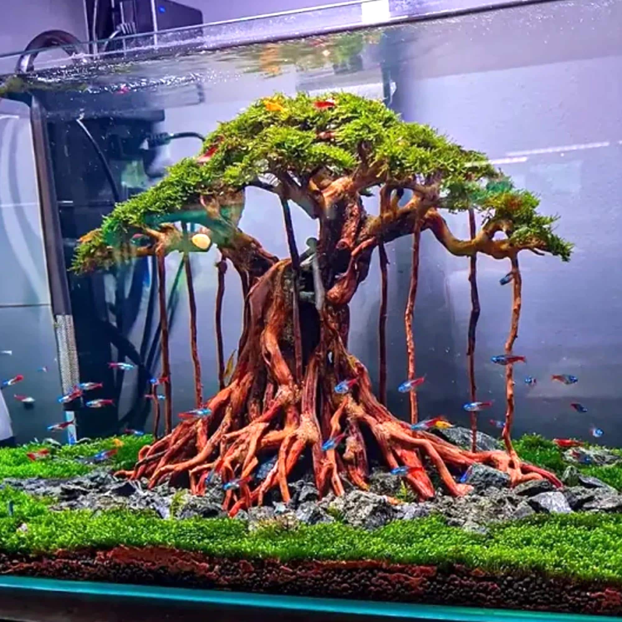 流木水槽盆栽木植物木製アクアスケープアクアスケープ盆栽流木水槽装飾