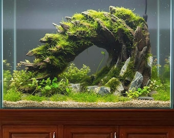 Akwarium, jaskinia z drewna dryftowego, aquascape, drewno dryftowe, kamień do aquasapingu, dekoracja akwarium