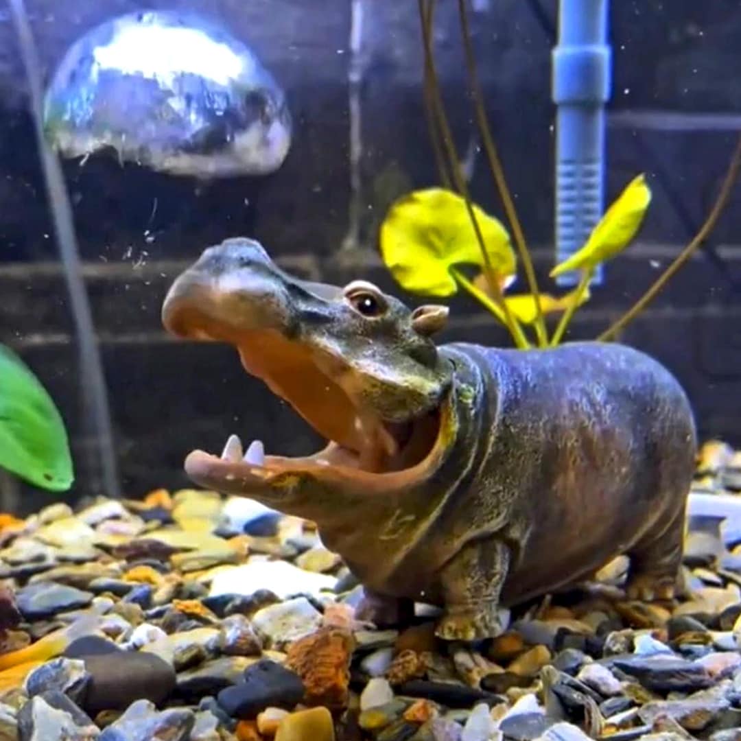 カバのエアバブラー水槽用酸素バブラー樹脂製アクアスケープ水槽装飾