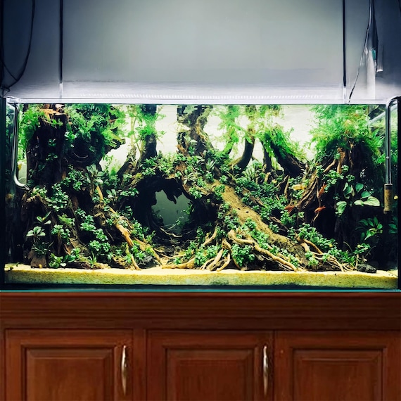 Aquascaping With Decorative Caves: Stunning Designs to Inspire