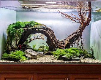 May include: A freshwater aquarium with a large, curved piece of driftwood covered in moss. The driftwood creates an archway in the tank, with a smaller piece of driftwood and rocks in the background. The tank has a gravel substrate and is lit by a light fixture.