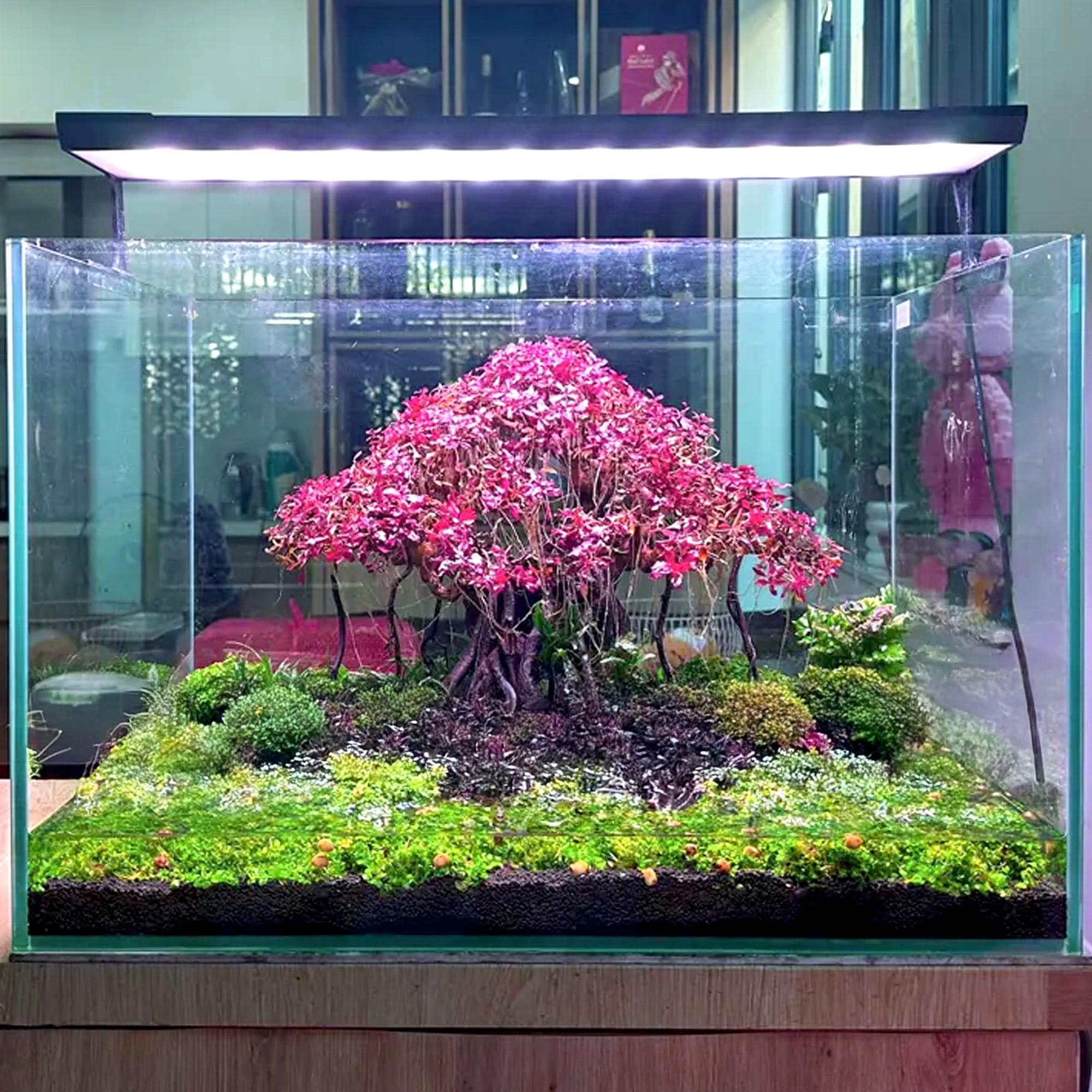 流木水槽盆栽木植物木製アクアスケープアクアスケープ盆栽流木水槽装飾