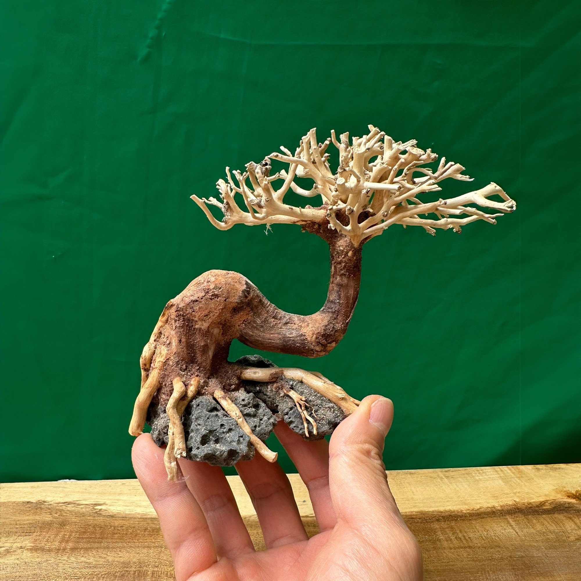 盆栽流木 bonsai driftwood 120-150㎜ 水槽 アクアリウム