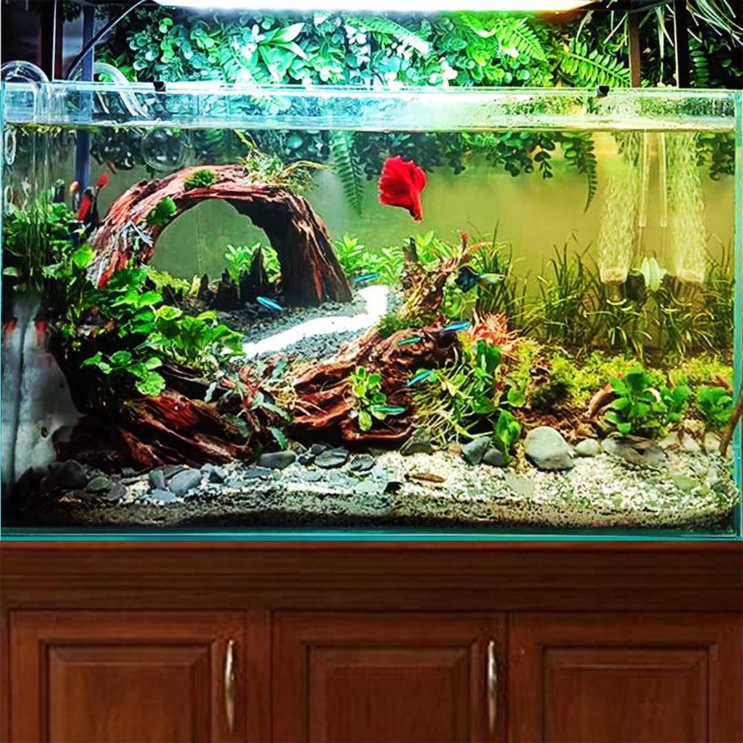 Moon Rock Custom Aquariums We Build Custom Fish Tanks In