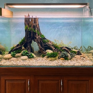 Könnte beinhalten: Ein rechteckiges Glasaquarium mit einem großen Stück dunkelbraunem Treibholz als zentralem Blickfang. Das Becken enthält hellen Kies, glatte Flusskiesel und verschiedene grüne Wasserpflanzen, die um die Holzbasis herum angeordnet sind.