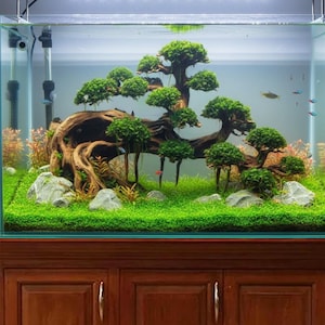水槽用流木レイアウト　水槽。流木　。水生植物。流木 アクアリウム 盆栽流木 盆栽流木水槽水景ハードスケープ装飾水槽 - Etsy 日本