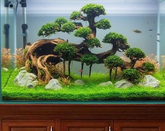 人工盆栽流木　アクアリウム 盆栽 水槽 流木 岩 ベース アクアスケープ 水槽 装飾 流木 天然 - Etsy